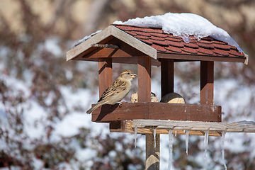 Image showing house sparrow, Passer domesticus, in simple bird feeder