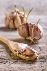 Image showing Garlic