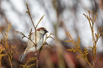 Image showing beautiful small bird house sparrow in winter