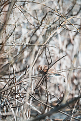 Image showing Common reed bunting female on the branch