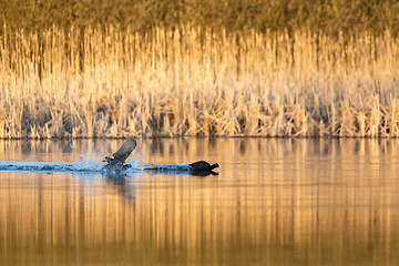 Image showing Bird Eurasian coot Fulica atra on pond