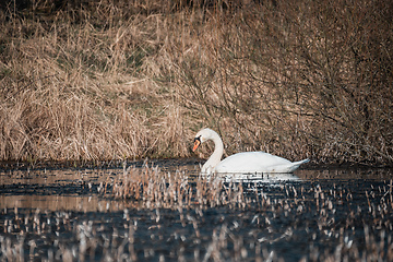 Image showing Wild bird mute swan in spring on pond