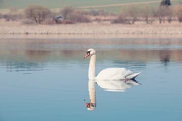 Image showing Wild bird mute swan in spring on pond