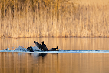 Image showing Bird Eurasian coot Fulica atra on pond