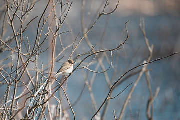 Image showing small song bird Willow Warbler, Europe wildlife