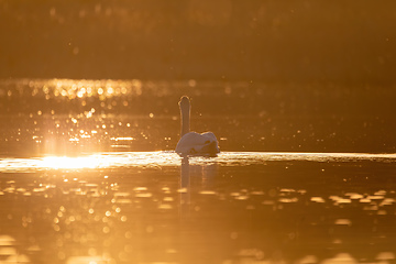 Image showing Wild bird mute swan in spring on evening pond