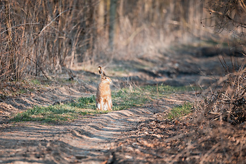 Image showing wild rabbit, European hare, europe wildlife