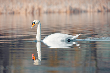 Image showing Wild bird mute swan in spring on pond