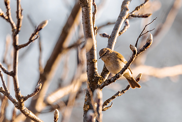 Image showing small song bird Willow Warbler, Europe wildlife