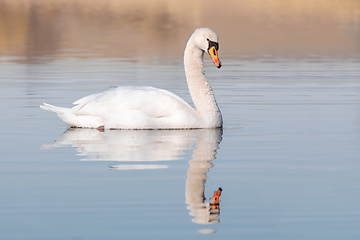 Image showing Wild bird mute swan in spring on pond