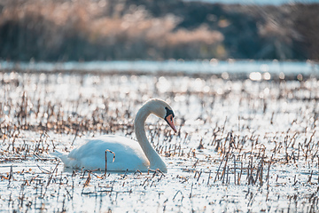 Image showing Wild bird mute swan in spring on pond