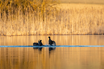 Image showing Bird Eurasian coot Fulica atra on pond