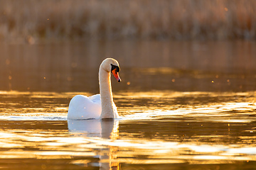 Image showing Wild bird mute swan in spring on evening pond