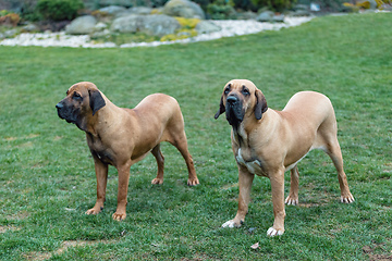 Image showing female of guardian dog Fila Brasileiro, Brazilian Mastiff