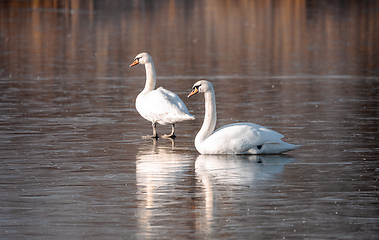 Image showing White swan on the frozen pond.