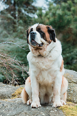 Image showing Portrait working breed of of St. Bernard dog