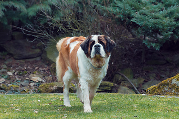 Image showing Portrait working breed of of St. Bernard dog