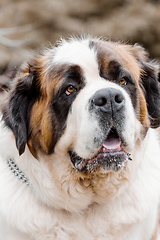 Image showing Portrait working breed of of St. Bernard dog