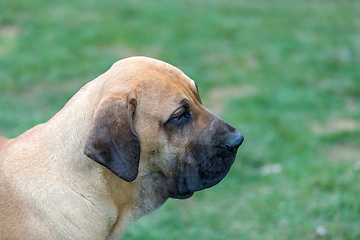 Image showing female of guardian dog Fila Brasileiro, Brazilian Mastiff