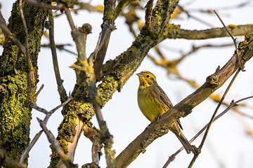 Image showing bird yellowhammer, Europe wildlife