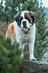 Image showing Portrait working breed of of St. Bernard dog