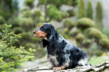 Image showing outdoor portrait of sitting english cocker spaniel