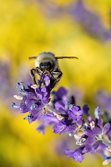 Image showing bee on violet lavender in spring garden