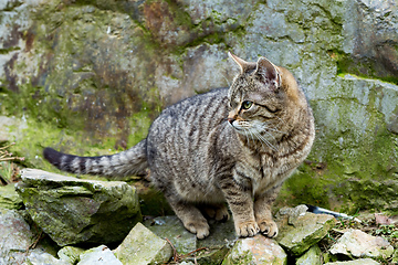 Image showing baby of cat, kitten playing in garden