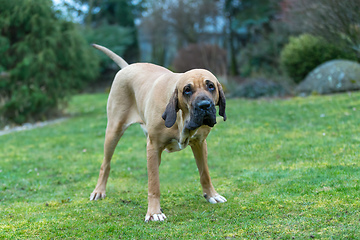 Image showing female of guardian dog Fila Brasileiro, Brazilian Mastiff