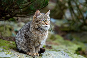 Image showing baby of cat, kitten playing in garden