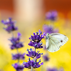 Image showing White butterfly on violet lavender