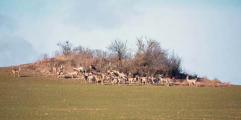 Image showing herd of european roe deer