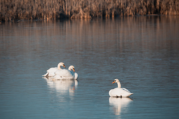 Image showing White swan on the frozen pond.