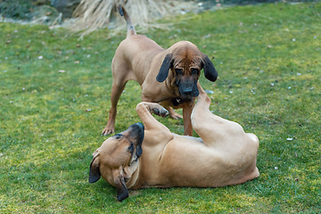 Image showing female of guardian dog Fila Brasileiro, Brazilian Mastiff