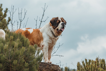 Image showing Portrait working breed of of St. Bernard dog