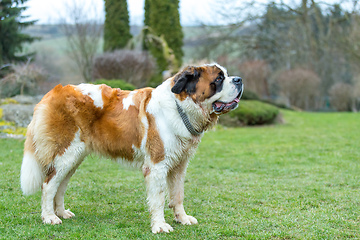 Image showing Portrait working breed of of St. Bernard dog