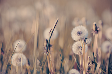 Image showing beautiful spring flower dandelion in meadow