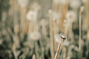 Image showing beautiful spring flower dandelion in meadow