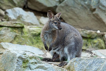 Image showing Closeup of a Red-necked Wallaby