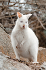 Image showing Red-necked Wallaby white albino female