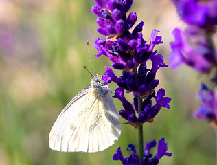 Image showing White butterfly on violet lavender