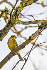 Image showing bird yellowhammer, Europe wildlife