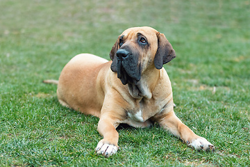 Image showing female of guardian dog Fila Brasileiro, Brazilian Mastiff