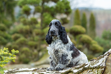 Image showing outdoor portrait of sitting english cocker spaniel