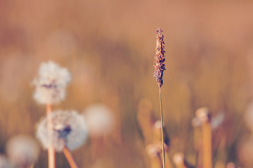 Image showing beautiful spring flower dandelion in meadow