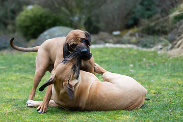 Image showing female of guardian dog Fila Brasileiro, Brazilian Mastiff