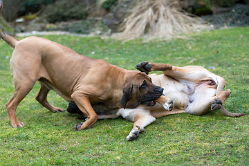 Image showing female of guardian dog Fila Brasileiro, Brazilian Mastiff