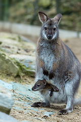 Image showing Closeup of a Red-necked Wallaby