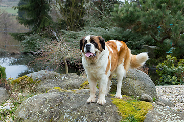 Image showing Portrait working breed of of St. Bernard dog