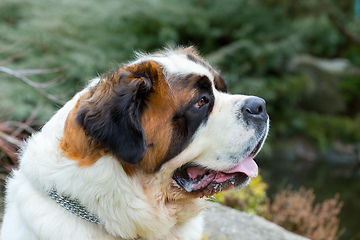 Image showing Portrait working breed of of St. Bernard dog